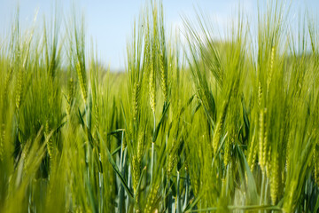 close-up of juicy fresh ears of young green wheat in spring summer field                                                              