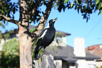 Australian magpie singing while perched atop a decaying wooden fence post, with a tree and suburban home in the background