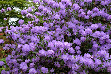 Obraz premium Pretty Blue Rhododendron in flower