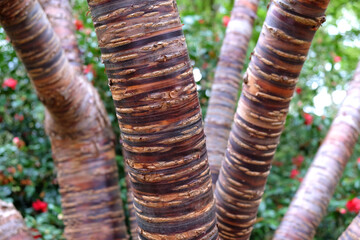 Striped Bark of Prunus serial x serrulata Tree, or the Japanese and Tibetan Cherry.