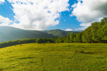 green and blue landscape of mountains. grassy meadow and forests. morning in Transcarpathia. sky with clouds. natural background.