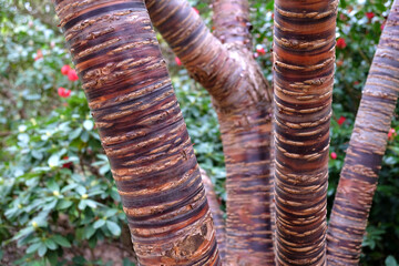 Striped Bark of Prunus 'serial x serrulata' Tree, or the Japanese and Tibetan Cherry.