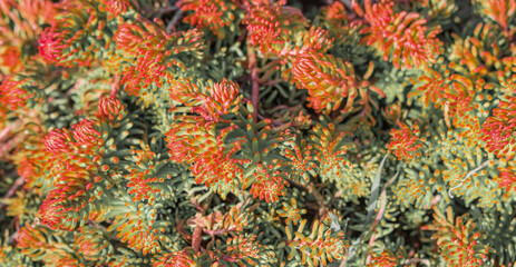 Succulent plant sedum. Ochitok is a perennial herbaceous succulent plant. Ochitok rocky Aureum...