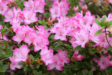 Pink Rhododendron 'komo-kulshan' in flower