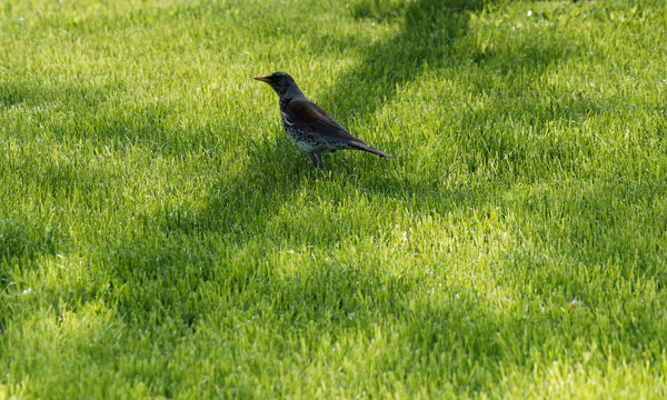 Grive litorne (Turdus pilaris)
