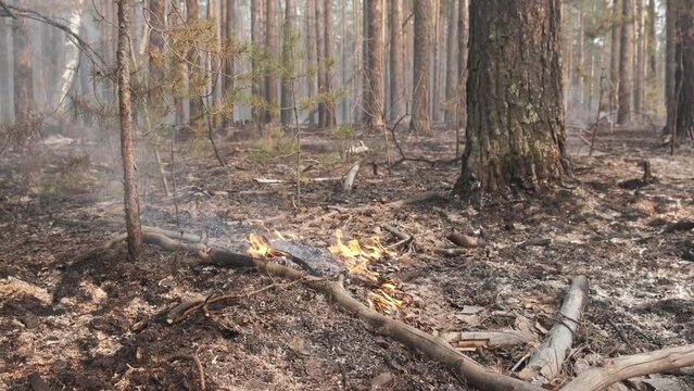 The consequence of a forest fire. burning branches and dry leaves, forest in smoke