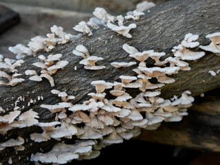 close-up of mushrooms growing on tree trunk