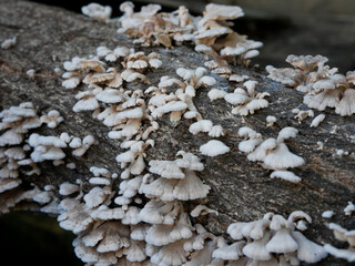 close-up of mushrooms growing on tree trunk