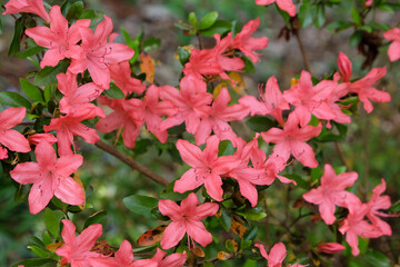 Orange Rhododendron 'Tama no utena' in flower