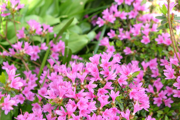Obraz na płótnie Canvas Pink Rhododendron ‘Kiritsubo Kurume’ in flower