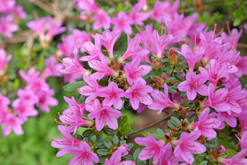 Fototapeta premium Pink Rhododendron ‘Kiritsubo Kurume’ in flower
