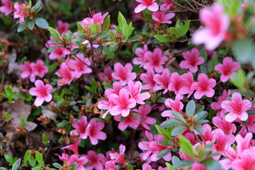 Pink Rhododendron 'Silvester' in flower