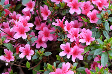 Pink Rhododendron 'Silvester' in flower