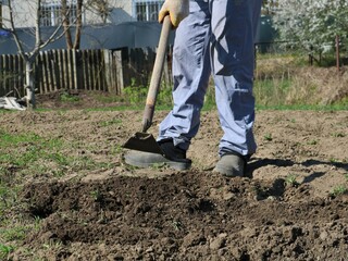 man chopping plowed land preparing the soil for planting potatoes, seasonal work in the garden or farm with a hand tool, developing garden soil for planting vegetables in the village