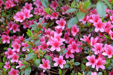Pink Rhododendron ÔSilvesterÕ in flower