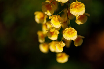 Closeup nature view of Yellow orchid flowers or dendrobium lindleyi