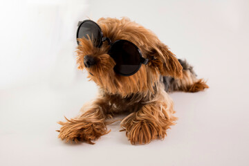 Funny Yorkshire terrier in sunglasses on a white background