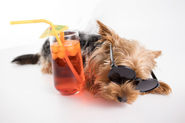 Funny Yorkshire terrier in sunglasses on a white background