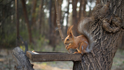 Red squirrel on a tree in the park nibbles food