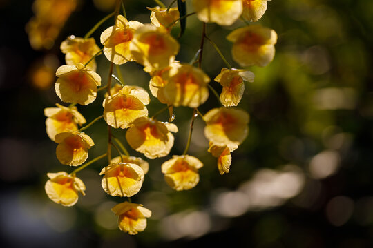 Closeup nature view of Yellow orchid flowers or dendrobium lindleyi