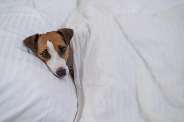 Jack Russell Terrier dog lies in bed under the covers. The pet sleeps in the bedroom.