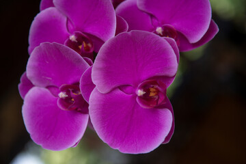 Purple orchid flower phalaenopsis, falah. Purple phalaenopsis flowers.
