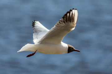 Fototapeta na wymiar white seagull in flight