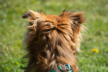 long-haired pomchi dog portrait viewed from behind