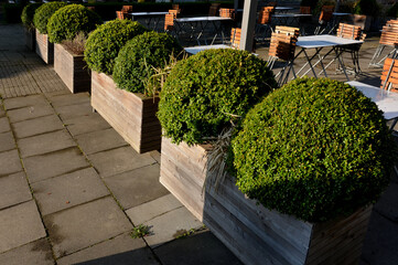 evergreen shrub or tree with small leaves, native to the Mediterranean. It is cut into the shape of a green ball in a wooden barrel pot. metal lattice floor