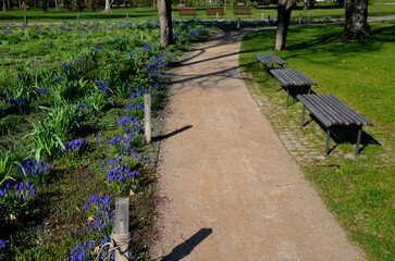flowerbed with wild flora of blue flower bulbs. the flowerbed lines asphalt cycle path and also...