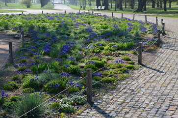 flowerbed with wild flora of blue flower bulbs. the flowerbed lines asphalt cycle path and also...