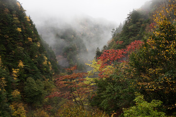 autumn mountains in fog