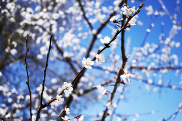 blooming apricot branches against the blue sky in spring