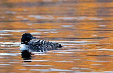 Common Loon swimming in lake  at sunset, reflection in water