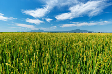 【新潟県新潟市】越後平野の水田と弥彦山、角田山