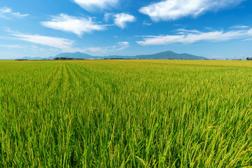 【新潟県新潟市】越後平野の水田と弥彦山、角田山