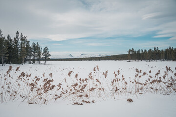 Fototapeta na wymiar View to Storådörren in Sweden Jämtland (Lapland). Reeds over snow in the foreground. Mountains and trees in the background. Valley of Ljungan.