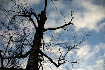 Dry tree against sky. Black silhouette of tree without leaves.