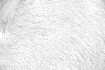 White grey fur cat texture abstract for background , natural animal patterns skin