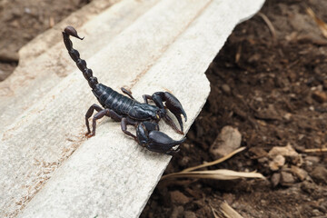 Scorpion is a group of animals with eight feet in the Scorpiones order in the Arachnida class, It is one of the largest scorpions in the world - obrazy, fototapety, plakaty