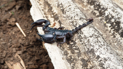 Scorpion is a group of animals with eight feet in the Scorpiones order in the Arachnida class, It is one of the largest scorpions in the world