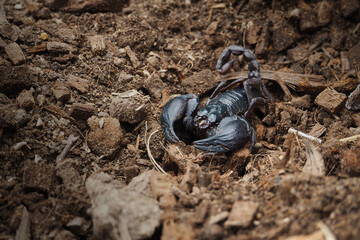 Scorpion is a group of animals with eight feet in the Scorpiones order in the Arachnida class, It is one of the largest scorpions in the world