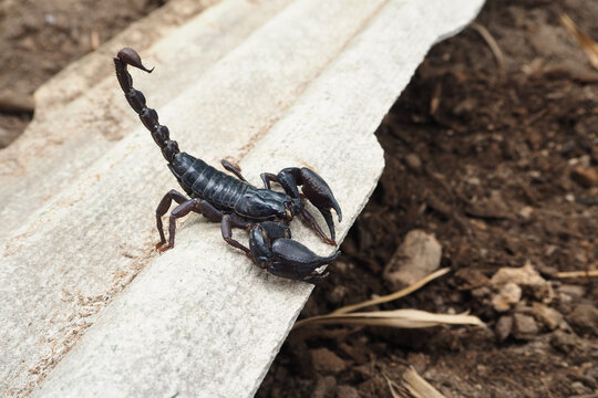 Scorpions Images – Browse 47,579 Stock Photos, Vectors, and Video | Adobe  Stock