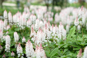 White heartleaf foamflower in bloom.