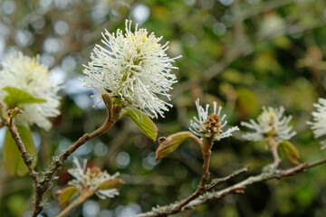Mountain witch alder in flower