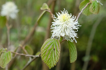 Mountain witch alder in flower