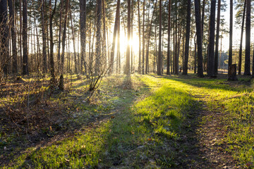 Naklejka premium Spring sun at sunset, through the trunks of pine trees in early spring. The sun's rays illuminate the young green grass in the forest.