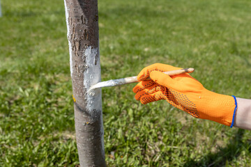 Applying whitewash to a tree in the garden. A gardener paints a tree trunk with a brush. Garden...
