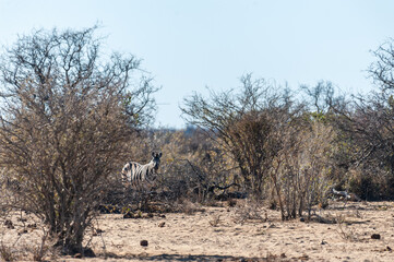 A group of Burchell's Plains zebra -Equus quagga burchelli- walking on the plains of Etosha National Park, Namibia.