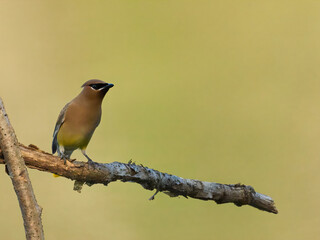 Waxwing bird on a branch